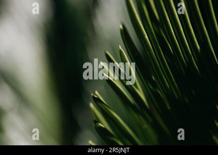 felce verde con forti luci, ombre e bokeh Foto Stock