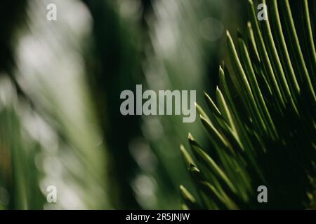 felce verde con forti luci, ombre e bokeh Foto Stock