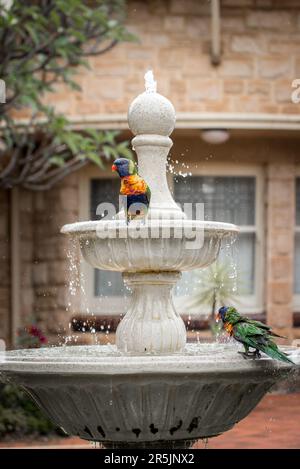 Lorikeets arcobaleno che si lavano in un bagno di uccello Foto Stock