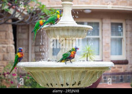 Lorikeets arcobaleno che si lavano in un bagno di uccello Foto Stock