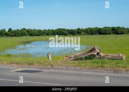 Dorney, Bucknghamshire, Regno Unito. 4th giugno, 2023. Inondazioni sta diventando molto peggio su Dorney Common, nonostante non vi sia stata pioggia per settimane. Gli abitanti del vicino villaggio di Eton Wick sono preoccupati e dicono di non aver visto l'alluvione essere così male durante la loro vita. I monitor di scarico dell'acqua del Tamigi che si suppone siano in grado di monitorare gli scarichi di acque piovane in Roundmoor Ditch, che corre lungo e attraverso il comune, attualmente non funzionano. Credit: Maureen McLean/Alamy Live News Foto Stock