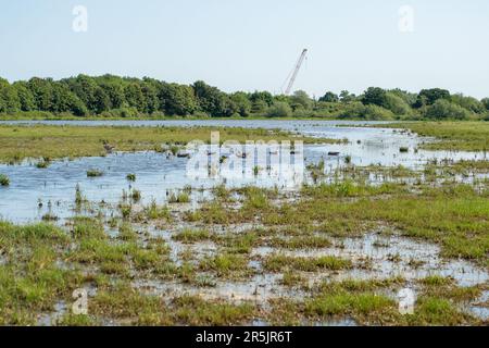 Dorney, Bucknghamshire, Regno Unito. 4th giugno, 2023. Inondazioni sta diventando molto peggio su Dorney Common, nonostante non vi sia stata pioggia per settimane. Gli abitanti del vicino villaggio di Eton Wick sono preoccupati e dicono di non aver visto l'alluvione essere così male durante la loro vita. I monitor di scarico dell'acqua del Tamigi che si suppone siano in grado di monitorare gli scarichi di acque piovane in Roundmoor Ditch, che corre lungo e attraverso il comune, attualmente non funzionano. Credit: Maureen McLean/Alamy Live News Foto Stock