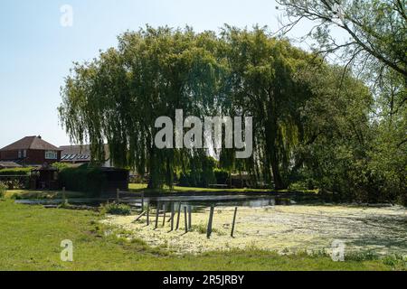 Dorney, Bucknghamshire, Regno Unito. 4th giugno, 2023. Inondazioni sta diventando molto peggio su Dorney Common, nonostante non vi sia stata pioggia per settimane. Gli abitanti del vicino villaggio di Eton Wick sono preoccupati e dicono di non aver visto l'alluvione essere così male durante la loro vita. I monitor di scarico dell'acqua del Tamigi che si suppone siano in grado di monitorare gli scarichi di acque piovane in Roundmoor Ditch, che corre lungo e attraverso il comune, attualmente non funzionano. Credit: Maureen McLean/Alamy Live News Foto Stock