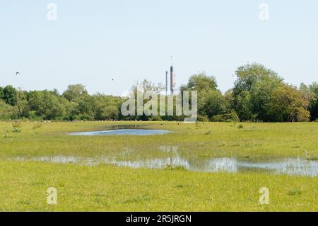 Dorney, Bucknghamshire, Regno Unito. 4th giugno, 2023. Inondazioni sta diventando molto peggio su Dorney Common, nonostante non vi sia stata pioggia per settimane. Gli abitanti del vicino villaggio di Eton Wick sono preoccupati e dicono di non aver visto l'alluvione essere così male durante la loro vita. I monitor di scarico dell'acqua del Tamigi che si suppone siano in grado di monitorare gli scarichi di acque piovane in Roundmoor Ditch, che corre lungo e attraverso il comune, attualmente non funzionano. Credit: Maureen McLean/Alamy Live News Foto Stock