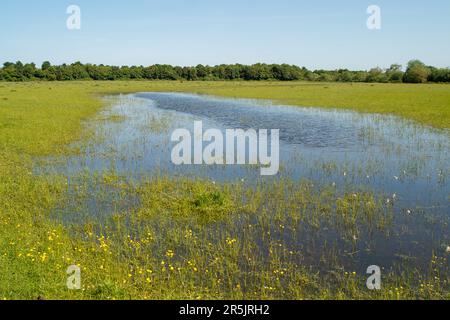 Dorney, Bucknghamshire, Regno Unito. 4th giugno, 2023. Inondazioni sta diventando molto peggio su Dorney Common, nonostante non vi sia stata pioggia per settimane. Gli abitanti del vicino villaggio di Eton Wick sono preoccupati e dicono di non aver visto l'alluvione essere così male durante la loro vita. I monitor di scarico dell'acqua del Tamigi che si suppone siano in grado di monitorare gli scarichi di acque piovane in Roundmoor Ditch, che corre lungo e attraverso il comune, attualmente non funzionano. Credit: Maureen McLean/Alamy Live News Foto Stock