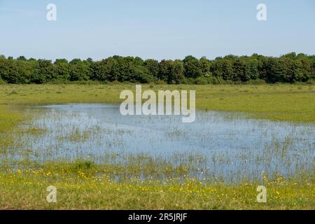 Dorney, Bucknghamshire, Regno Unito. 4th giugno, 2023. Inondazioni sta diventando molto peggio su Dorney Common, nonostante non vi sia stata pioggia per settimane. Gli abitanti del vicino villaggio di Eton Wick sono preoccupati e dicono di non aver visto l'alluvione essere così male durante la loro vita. I monitor di scarico dell'acqua del Tamigi che si suppone siano in grado di monitorare gli scarichi di acque piovane in Roundmoor Ditch, che corre lungo e attraverso il comune, attualmente non funzionano. Credit: Maureen McLean/Alamy Live News Foto Stock