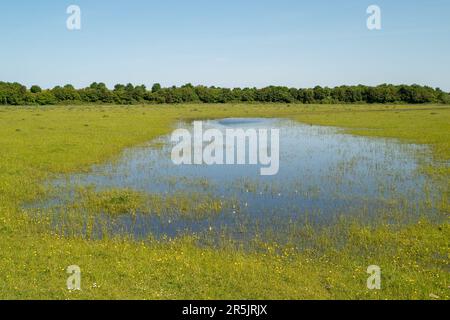 Dorney, Bucknghamshire, Regno Unito. 4th giugno, 2023. Inondazioni sta diventando molto peggio su Dorney Common, nonostante non vi sia stata pioggia per settimane. Gli abitanti del vicino villaggio di Eton Wick sono preoccupati e dicono di non aver visto l'alluvione essere così male durante la loro vita. I monitor di scarico dell'acqua del Tamigi che si suppone siano in grado di monitorare gli scarichi di acque piovane in Roundmoor Ditch, che corre lungo e attraverso il comune, attualmente non funzionano. Credit: Maureen McLean/Alamy Live News Foto Stock