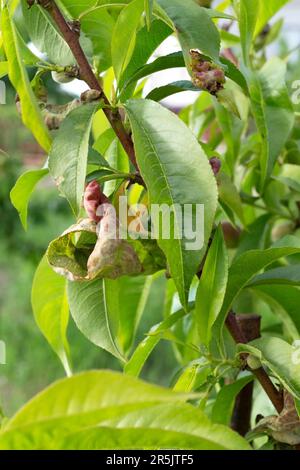 Malattia del pesco. Ramo di un pesco con ricciolo di foglia causato da un fungo Taphrina deformans. Foto Stock