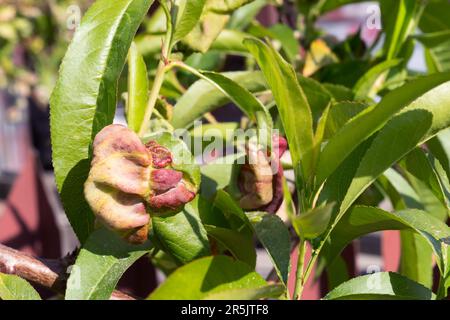 Foglie arricciate su un ramo di pesco. Malattia fungina degli alberi da frutto Taphrina deformans. Giardinaggio. Foto Stock