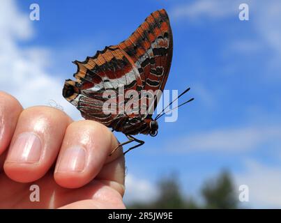 Ottimo esempio di una farfalla di pascià a due code - Charaxes jasius (nymphalidae) 'in posa' sulla mano del fotografo. Oeiras, Portogallo Foto Stock