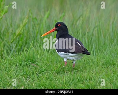 Ostercatcher eurasiatica in posizione piumaggio estivo Foto Stock