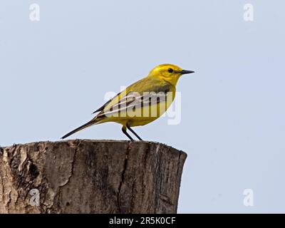 Vagone giallo maschio arroccato nel piumaggio estivo Foto Stock