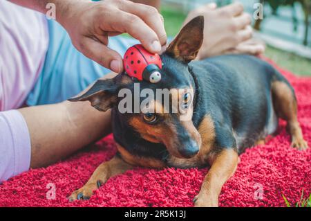 Foto di un anziano pinscher con una coccinella in ceramica. Foto Stock