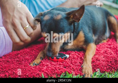 Foto di un anziano pinscher con una coccinella in ceramica. Foto Stock