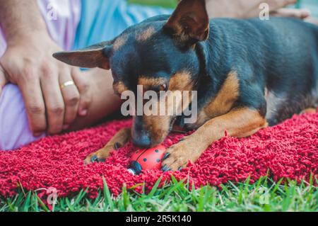 Foto di un anziano pinscher con una coccinella in ceramica. Foto Stock