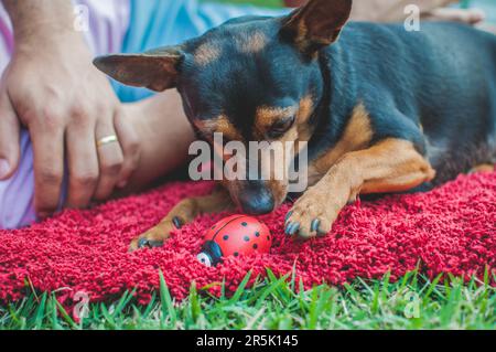 Foto di un anziano pinscher con una coccinella in ceramica. Foto Stock