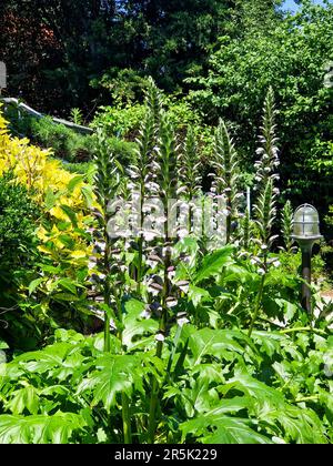 Fiori di acanthus che crescono in un giardino privato di piacere, Bron, Francia Foto Stock