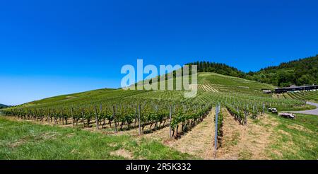 Vista di Kappelrodeck nella valle dell'acher. Foresta Nera, Baden-Wuerttemberg, Germania, Europa Foto Stock