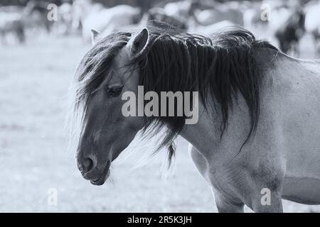 ritratto a cavallo in bianco e nero Foto Stock