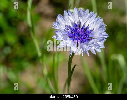 Fiore di mais viola nel giardino Foto Stock