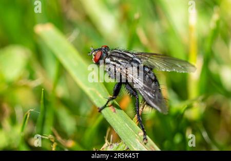 Volare su una foglia verde Foto Stock