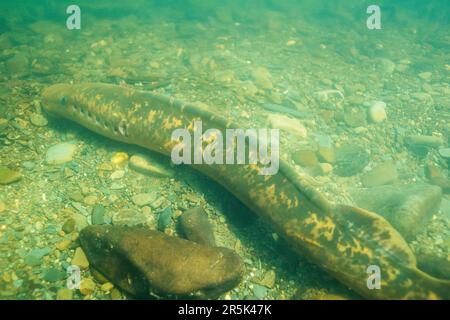 Lampreda di mare (Petromyzon marinus) nidificano costruzione nel fiume Teifi, Galles, Regno Unito Foto Stock