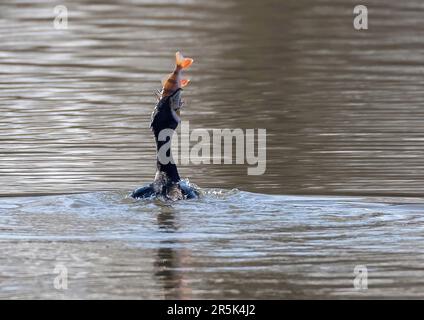 Pesce di cattura cormorano Foto Stock