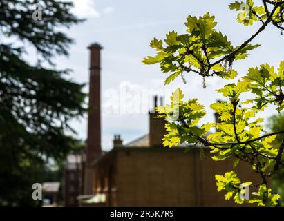 Esterno di cotone restaurato filatura e tessitura mulino nel nord dell'Inghilterra con focus sulla foglia di quercia alla luce del sole Foto Stock