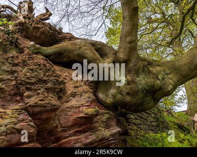 Vecchio albero attorcigliato e gnarled che cresce lateralmente dalla faccia della roccia dell'arenaria Foto Stock