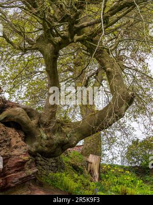 Vecchio albero attorcigliato e gnarled che cresce lateralmente dalla faccia della roccia dell'arenaria Foto Stock