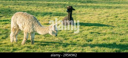 Alpaca bianca e nera che pascolano in un campo, Regno Unito Foto Stock