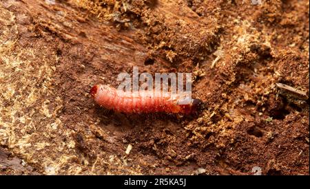 Formicollo, Thanasimus formicarius larva su legno di conifere Foto Stock