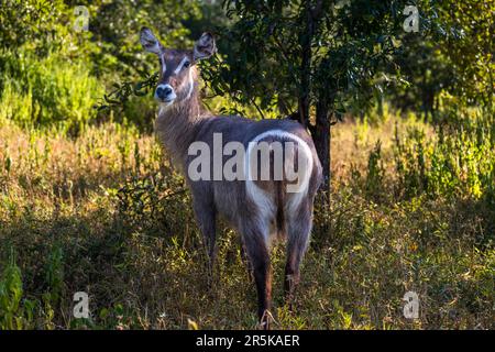 Waterbock nella Riserva Naturale di Majete, Malawi Foto Stock