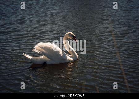 Bel cigno bianco nobile e selvaggio che galleggia nel lago. Foto Stock