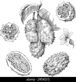 Kiwano disegnato a mano Illustrazione Vettoriale