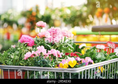 Caddy con molti fiori primaverili in vaso, negozi di piante nel centro giardino Foto Stock