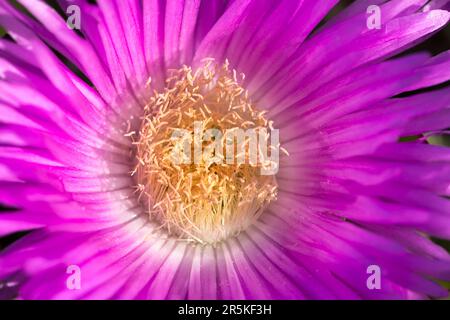 Primo piano di fiore di pianta di ghiaccio rosa (lat. Carpobrotus edulis), Corsica Foto Stock