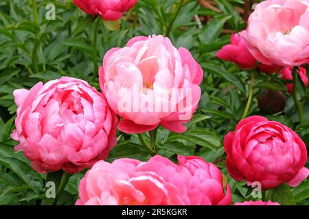 Rosa peonia 'Ellen Cowley' in fiore. Foto Stock