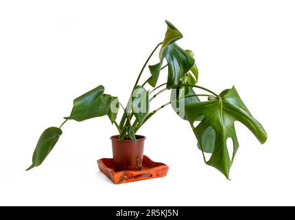 Una pianta di formaggio svizzero trascurata e appassita (Monstera Deliciosa) in una pentola di plastica, isolata su fondo bianco Foto Stock