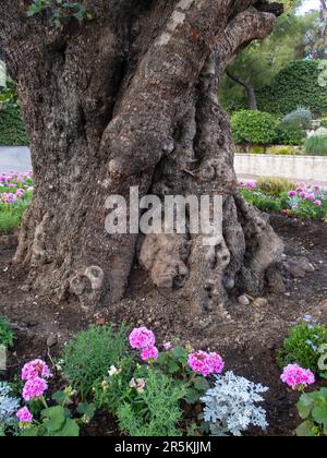 Tronco arbusto di un antico albero di San Martin Gardens, Monaco. Foto Stock