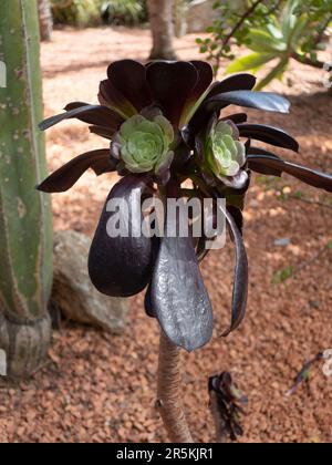 Jardin St Martin presenta molti succulenti insoliti nei giardini sulla faccia sud-occidentale della Rocca di Monaco. Foto Stock