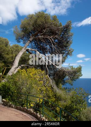 Albero spazzato dal vento in Jardin St. Martin, una serie di sentieri sul lato sud-ovest della Rocca di Monaco. Foto Stock