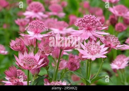 Astrantia rosa 'Roma' in fiore. Foto Stock