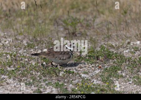 Il killdeer (Charadrius vociferus), in tempo molto caldo, la femmina non si siede, ma si trova sopra le uova e crea un'ombra per loro Foto Stock