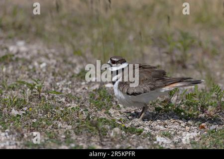 Il killdeer (Charadrius vociferus), in tempo molto caldo, la femmina non si siede, ma si trova sopra le uova e crea un'ombra per loro Foto Stock