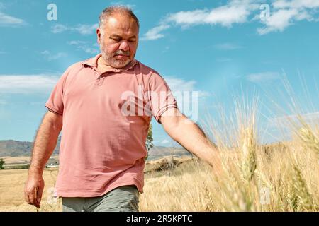 Uomo bearato di mezza età che cammina in campo di grano dorato e tocca le orecchie di grano con la mano. Foto Stock