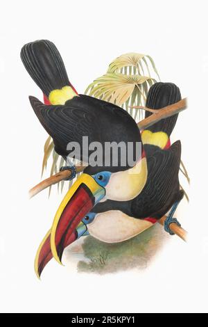 Bella illustrazione Toucans 19th ° secolo. Uccelli tropicali colorati. Antica illustrazione zoologica. CA 1850. Foto Stock