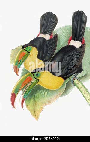 Bella illustrazione Toucans 19th ° secolo. Uccelli tropicali colorati. Antica illustrazione zoologica. CA 1850. Foto Stock