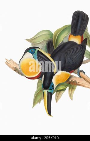 Bella illustrazione Toucans 19th ° secolo. Uccelli tropicali colorati. Antica illustrazione zoologica. CA 1850. Foto Stock