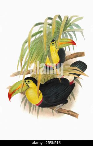 Bella illustrazione Toucans 19th ° secolo. Uccelli tropicali colorati. Antica illustrazione zoologica. CA 1850. Foto Stock